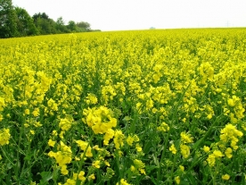 Thư chúc mừng năm mới